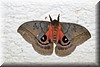 Automeris montezuma 1.JPG