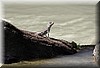 Basiliscus basiliscus 2.JPG