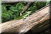 Basiliscus plumifrons 1.JPG