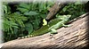 Basiliscus plumifrons 2.JPG