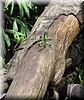 Basiliscus plumifrons 3.JPG