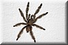 Brachypelma albopilosum 1.JPG