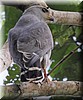 Buteo nitidus 2.jpg