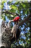 Campephilus guatemalensis 2.jpg