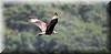 Caracara cheriway 1.JPG