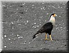 Caracara cheriway 2.JPG