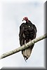 Cathartes aura4.JPG