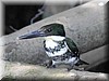 Chloroceryle amazona 4.jpg