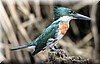Chloroceryle amazona 5.jpg