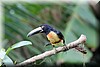 Collared Aracari 2.JPG