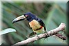 Collared Aracari 3.JPG