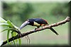 Collared Aracari.JPG