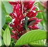 Crinum.JPG
