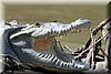 Crocodylus acatus 2.JPG
