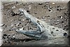 Crocodylus acatus 3.JPG