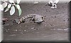 Crocodylus acatus 4.JPG