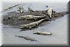 Crocodylus acatus 5.JPG