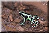Dendrobates auratus 1.JPG
