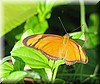 Dryas iulia CR1.JPG