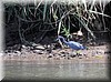 Egretta caerulea 2.JPG