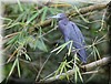 Egretta caerulea.JPG