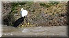 Egretta thula 1.JPG