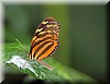 Eueides isabella 2.jpg