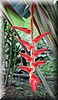 Heliconia 1.JPG