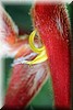 Heliconia 2.JPG