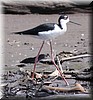 Himantopus mexicanus 2.jpg