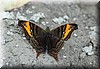 Hypanartia dione arcaei 1.JPG