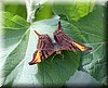 Hypanartia dione arcaei 2.JPG