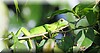 Iguana iguana 1.JPG