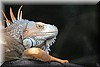Iguana iguana 4.JPG