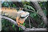 Iguana iguana 5.JPG