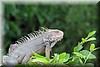 Iguana iguana 6.JPG