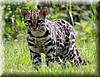 Leopardus pardalis 2.jpg