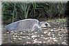 Lepidochelys kempii 2.JPG