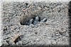 Lepidochelys kempii 3.JPG