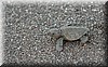 Lepidochelys kempii 4.JPG