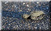 Lepidochelys kempii 5.JPG