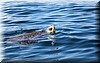 Lepidochelys kempii 6.JPG