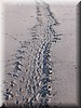 Lepidochelys kempii 8.JPG
