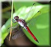 Libellula herculea  2.JPG