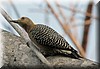Melanerpes hoffmannii 3.jpg