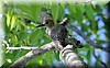 Melanerpes hoffmannii.JPG