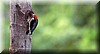 Melanerpes pucherani 2.JPG