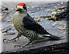 Melanerpes pucherani 3.jpg