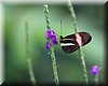 Melpomene Longwing 1.JPG