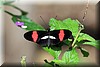 Melpomene Longwing 2.JPG